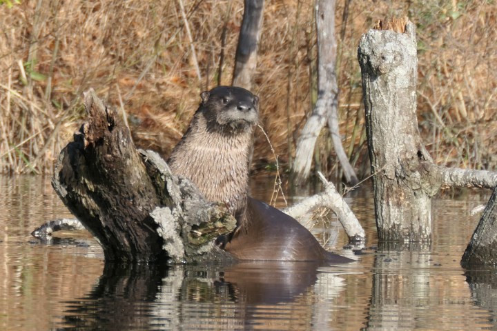 Otter in water leaning on tree stump with dry grass in background.