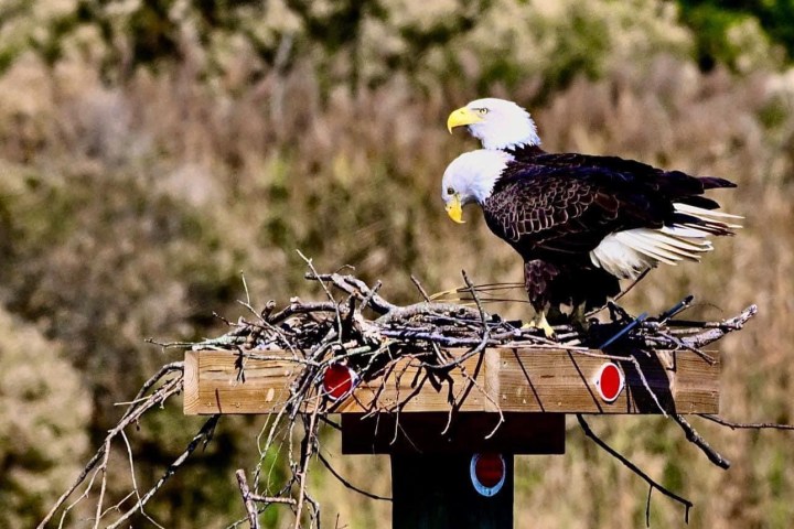 Two bald eagles perched on a wooden platform with sticks, surrounded by trees.