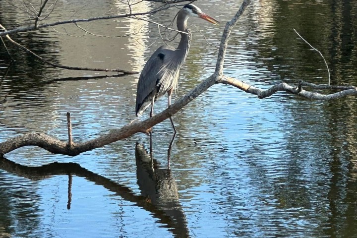 Heron standing on a branch over calm water with reflections.