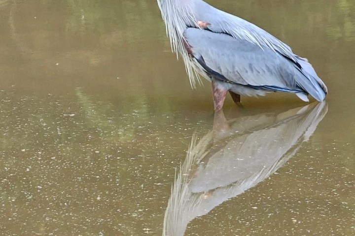 Heron standing in water with reflection visible.