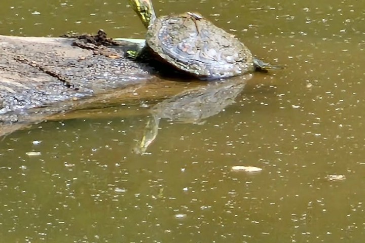 Turtle sunbathing on a log floating in murky water.