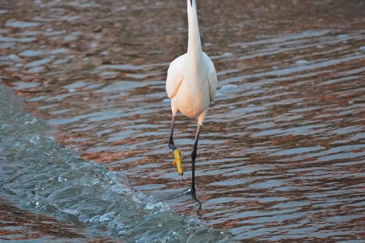 White heron walking in shallow water with ripples.