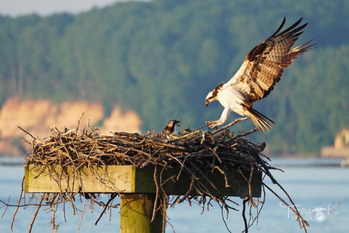 Osprey landing on a nest with chicks on a wooden platform by the water.