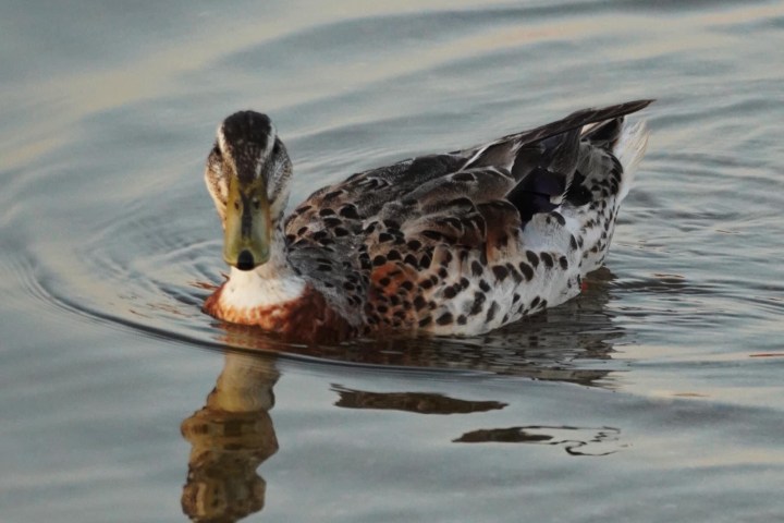 Duck swimming in calm water with clear reflection.
