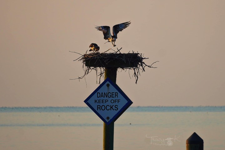 Osprey landing on nest above sign reading 'Danger Keep Off Rocks' by the water.
