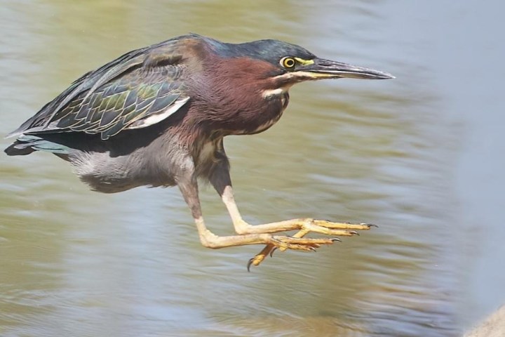Green heron in mid-air above water, preparing to land.