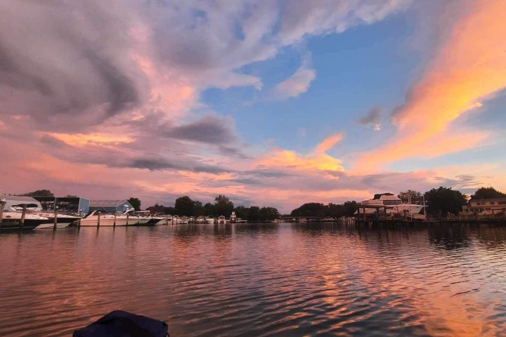 a dog in a body of water