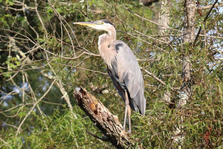 Heron perched on a tree branch in a wooded area, facing left.