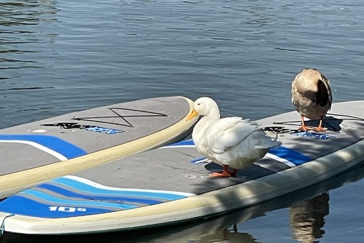 Two ducks resting on a paddleboard in water.