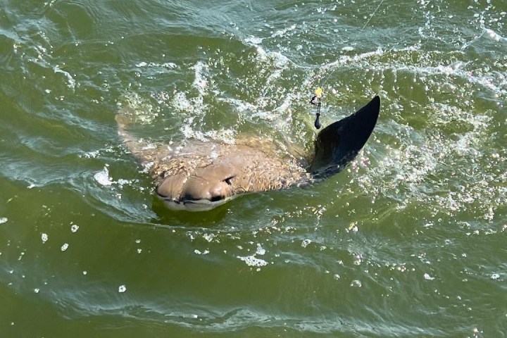 Stingray swimming near surface with visible fin in greenish water.