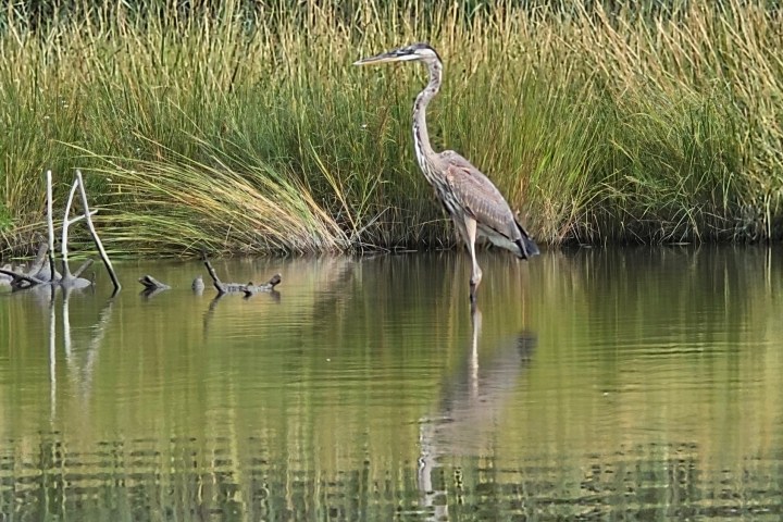 Grey heron standing in shallow water surrounded by tall grass.