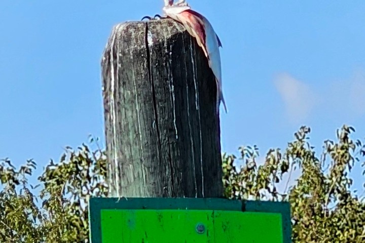Osprey perches on post with a fish, green sign with number 1 visible.